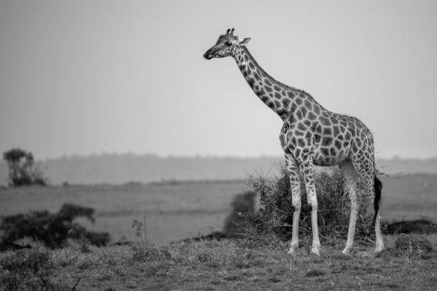 istock rothschild giraffe in uganda murchison falls national parc 2189044255