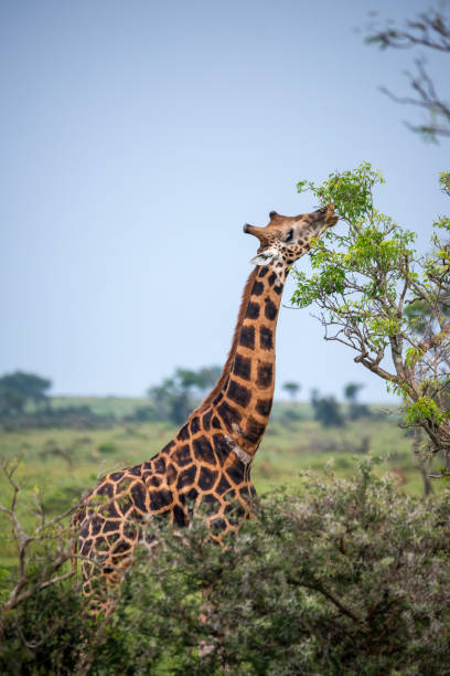 istock rothschild giraffe in uganda murchison falls national parc 2189044335