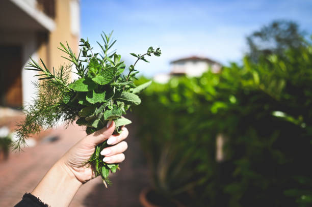 istock Fresh scented organic herbs in hand. 2189045449