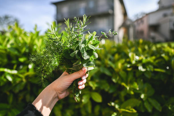 istock Fresh Herbs homegrown produce. 2189045455