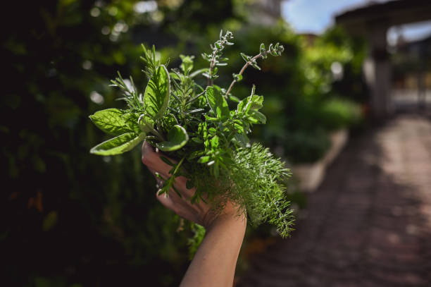 istock Italian herbs first person. 2189045483