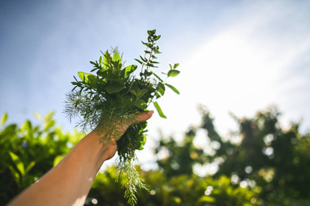 Woman holding aromatic herbs.