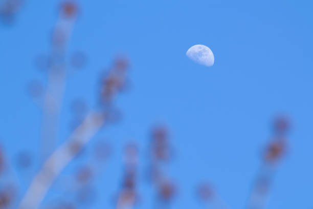 The Moon During the Day with Tree Branches in the Foreground