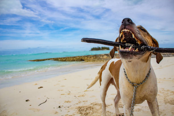 A joyful dog enjoys playing fetch with a stick on a beautiful sandy beach with turquoise waters. The image captures the playful and carefree spirit of a sunny day by the seaside.