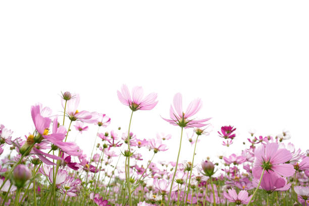 Delicate pink cosmos flower with on isolated background