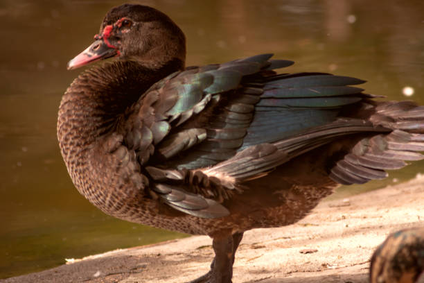 istock Cute water bird. Close up view, Small duck. Beautiful feathers 2189047061