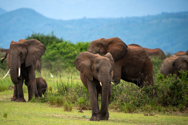 istock elephant at murchison falls national parc uganda 2189048674