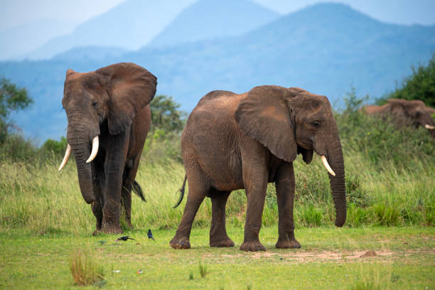 istock elephant at murchison falls national parc uganda 2189048769