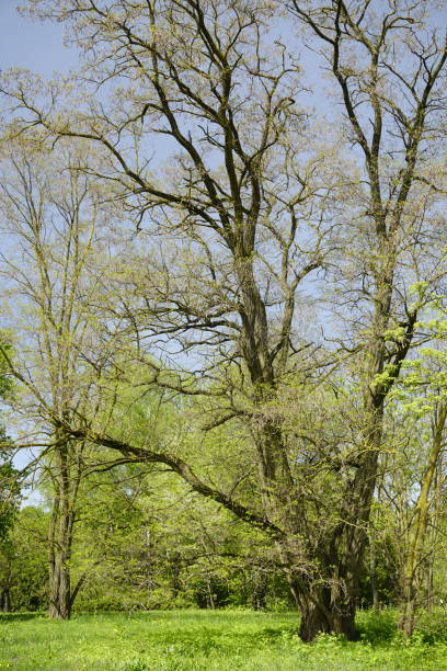 First spring leaves and bright greenery in the park on a sunny day. Tall old tree. Ash.