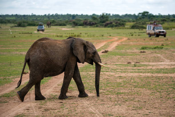 istock elephant at murchison falls national parc uganda 2189048846