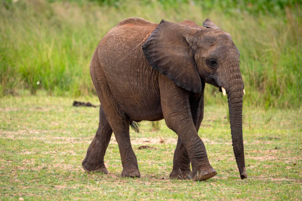 istock elephant at murchison falls national parc uganda 2189048869