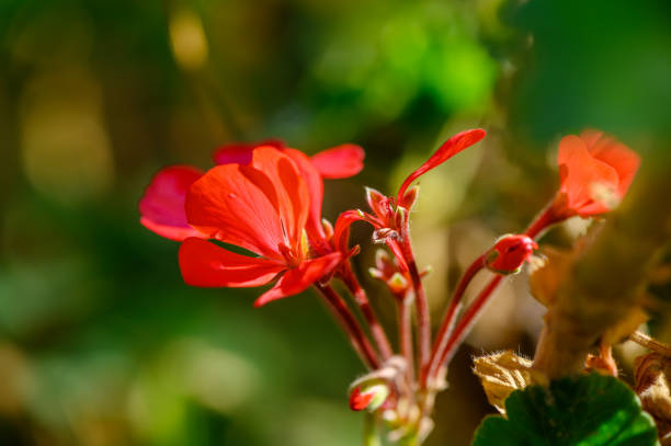 Red geranium flowers flourish in a serene garden, bathed in warm sunlight, enhancing their vibrant colors.