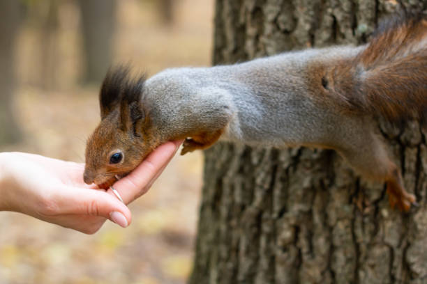 istock A cute squirrel leaned out of a tree to grab a nut from a person's hands with its front paws. 2189049117