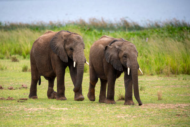 olifant bij murchison falls national park oeganda