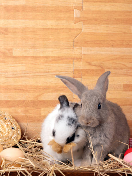 istock Two rabbits, gray one and white one with black spots, cuddling in hay surrounded by eggs and straw hat, evoking warm Easter and rural farm atmosphere 2189049326