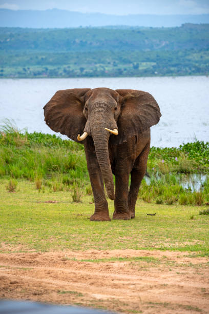 olifant bij murchison falls national park oeganda