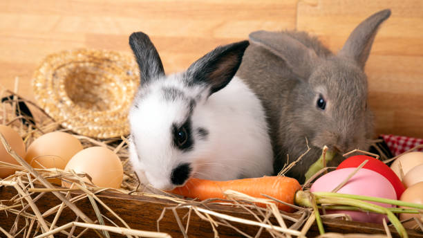 istock Two rabbits, one white with black spots and one gray, surrounded by eggs, carrots, hay, and straw hat, evoking festive Easter and rural farm 2189049378