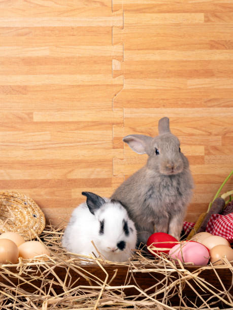 istock Gray rabbit standing and white rabbit resting in hay with eggs and straw hat in rustic Easter theme 2189049398