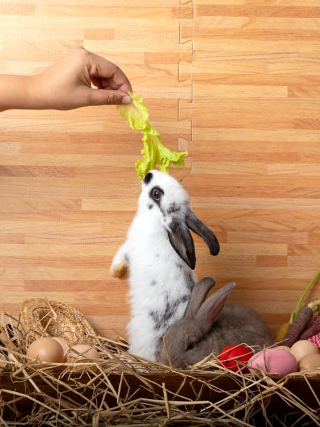 istock White rabbit reaching for lettuce while gray rabbit rests in hay, accompanied by eggs and straw hat in a rustic scene 2189049402