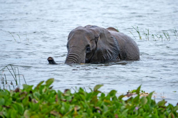olifant bij murchison falls national park oeganda