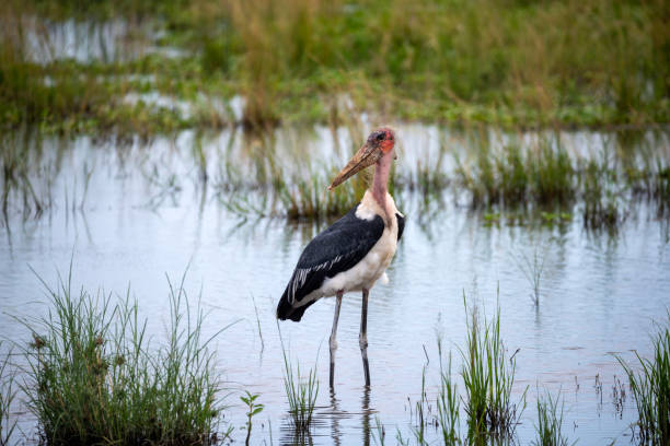 marabu vogel murchison falls national falls oeganda