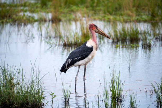 istock marabu bird murchison falls national parc uganda 2189049871