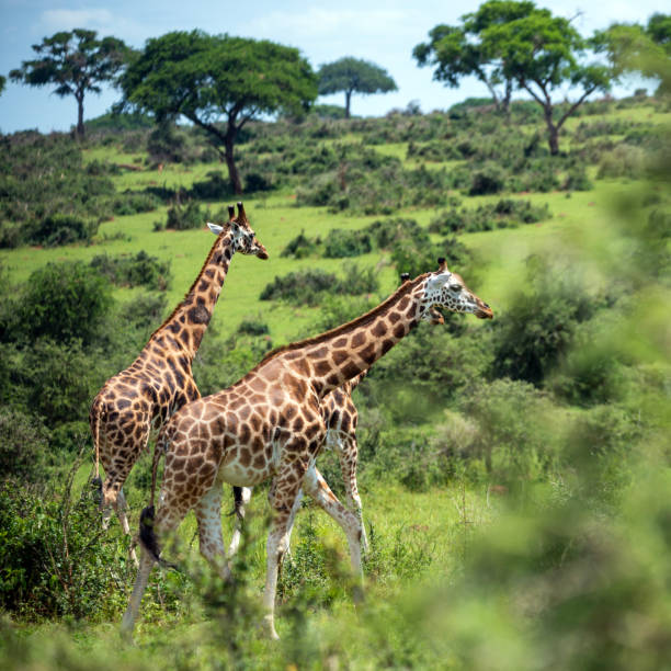 Group of giraffes walking in Ngorongoro Conservation Area in Tanzania. Wildlife of Africa