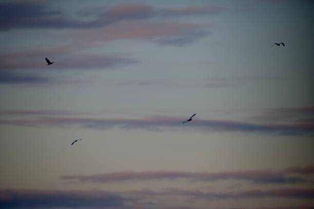 istock Great Egret bird in silhouette flying against a colourful sky 2189050059