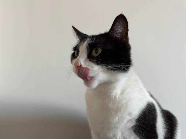 istock cat with tongue 2189050275