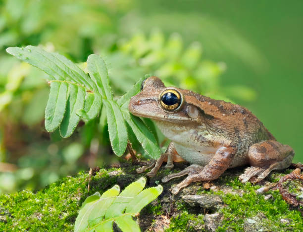 istock A Cuban Tree Frog on an Oak Tree Branch Covered in Moss and Resurrection Ferns 2189050280