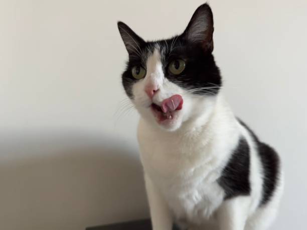 istock Black and white cat sitting with tongue 2189050314