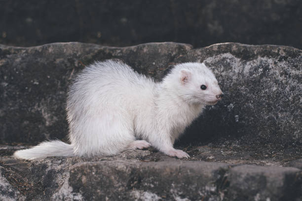 istock Light fur ferret enjoying day and posing on moss covered stairs 2189051947