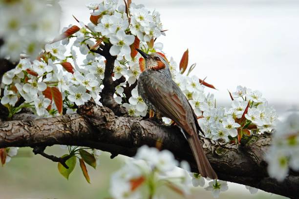 istock Bird on Cherry Blossom Branch 2189052023