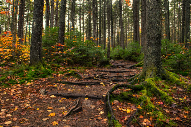 A path in a dark spruce forest with roots and moss. Mystical forest. National Park USA.