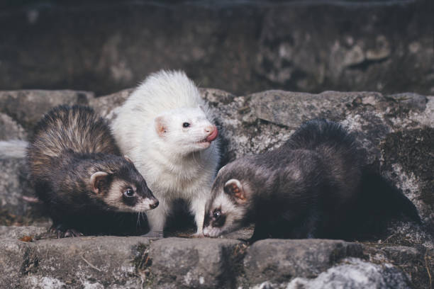 istock Three ferret friends enjoying day and posing on moss covered stairs 2189052850