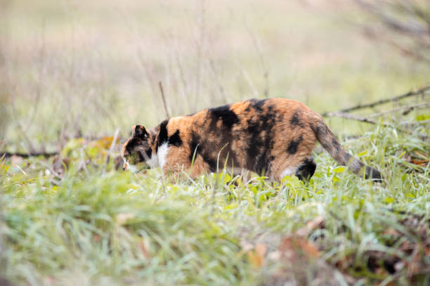 A tricolor adult cat explores in the withered grass on an autumn day