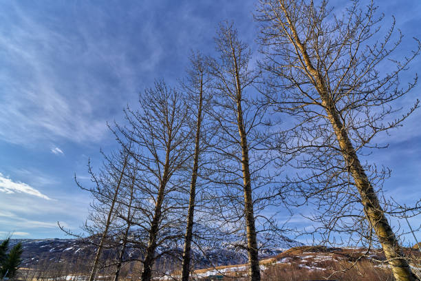 Four tall leafless trees are silhouetted against a bright blue sky with wispy clouds, their bare branches reaching up towards the heavens