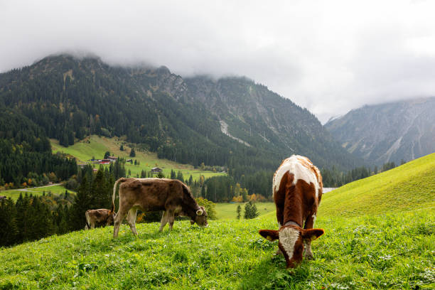 Several cows grazing on the green pastures of the Austrian Alps with the mountaintops covered in thick fog