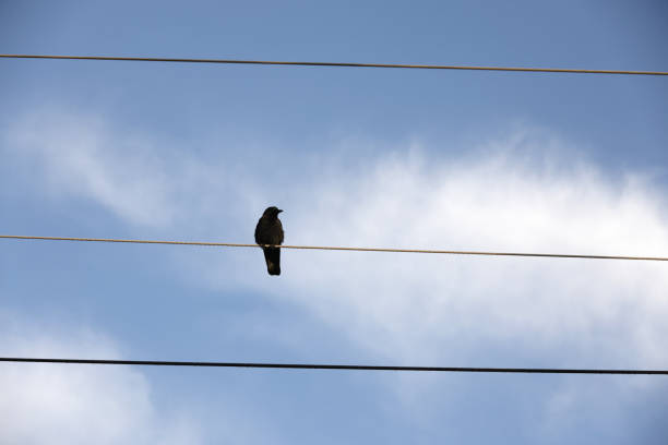 A crow perches on a power line against a cloudy sky background in Metro Vancouver. Autumn morning.
