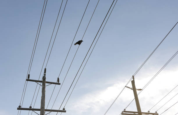 istock Crow on a Power Line in Canada 2189054137