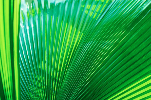 istock Green palm leaf with, close up pattern of textures, natural background 2189054459