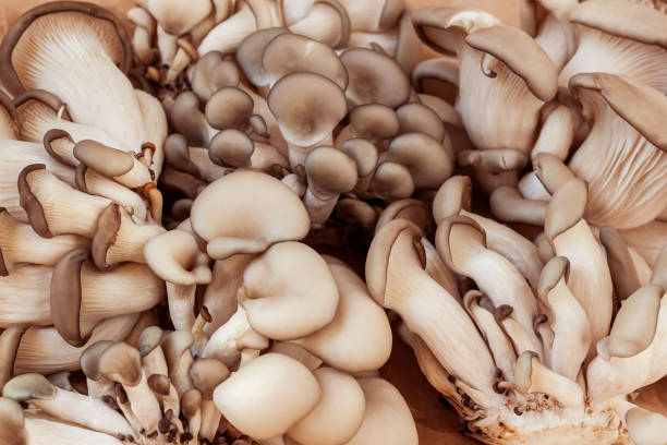 istock Assorted fresh Organic Mushrooms close up 2189054535
