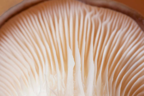 istock Close-up view of mushroom gills, linear patterns in soft creamy tones 2189054555