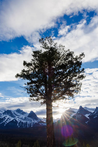 A Rocky Mountain Douglas Fir tree in Canmore, Alberta, Canada. Ha Ling Peak is visible on the left side of the tree, and Mount Rundle is on the right side.