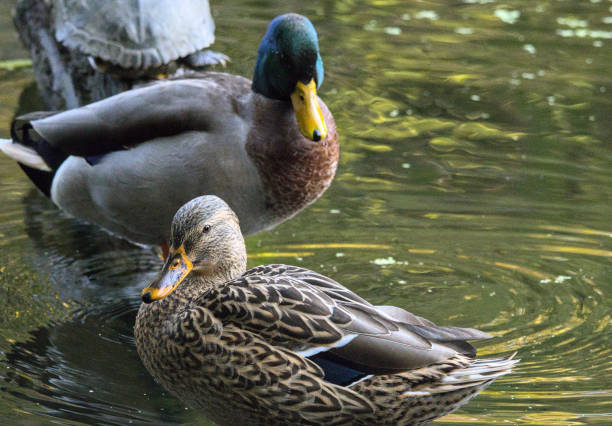 close up of ducks on a pond (wildlife avian bird birds) duck mallard