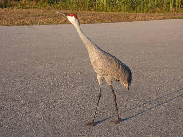 Sandhill Crane - profile, looking upward