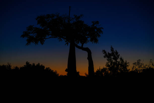Silhouette of a young tree  on a beach in front of a dramatic sunset sky. Madagascar