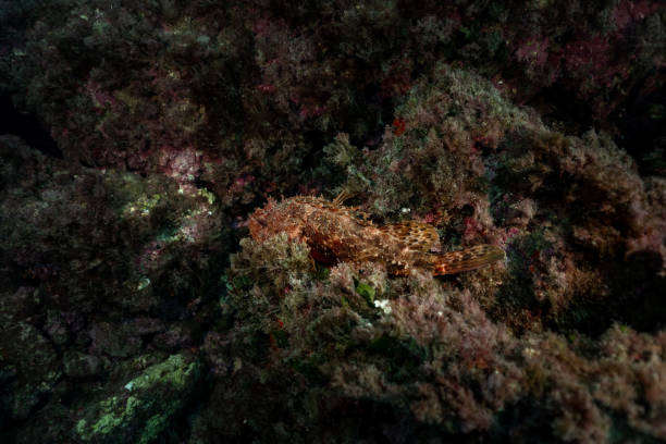 Close up of Madeira Scorpion Fish in the bay Mediterranean sea, Benidorm, Spain. Travel, underwater concept. Uderwater marine life peacefull dive