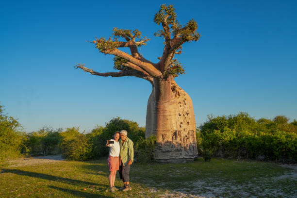 Senior couple taking selfie while standing in front of big Baobab tree. Three is hovering over green bush land in savannah landscape, against clear blue sky. It is north of Toliara near South West coast of Madagascar.