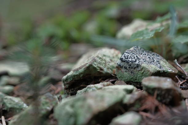 Stones with grass growing through them, photographed in close-up. Morning moisture, spring vegetation, lichens.
